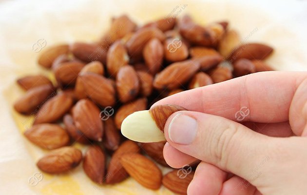 Blanching Apricot Kernel 